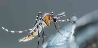 Honduras: Salud registra una baja del 50% en casos de dengue