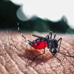 La región San Pedro Sula en Honduras en alerta amarilla por casos de dengue La región San Pedro Sula en Honduras en alerta amarilla por casos de dengue