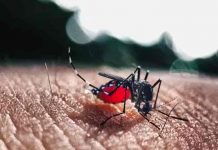 La región San Pedro Sula en Honduras en alerta amarilla por casos de dengue