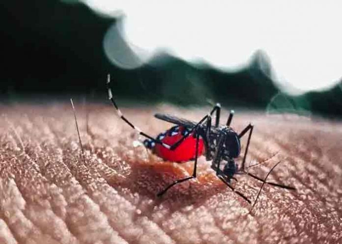 dengue-honduras- La región San Pedro Sula en Honduras en alerta amarilla por casos de dengue