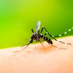 26 de agosto: Día Internacional contra el Dengue 26 de agosto Día Internacional contra el Dengue.