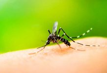 26 de agosto: Día Internacional contra el Dengue 26 de agosto Día Internacional contra el Dengue.