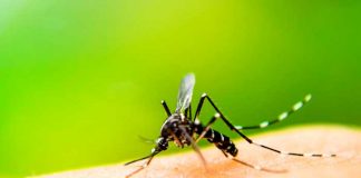 26 de agosto Día Internacional contra el Dengue.