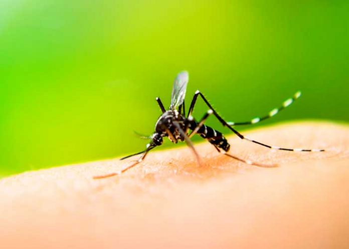 26 de agosto Día Internacional contra el Dengue.