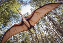Científicos australianos descubren los restos de un «temible dragón» Científicos australianos descubren los restos de un "temible dragón" / FOTO / Twitter