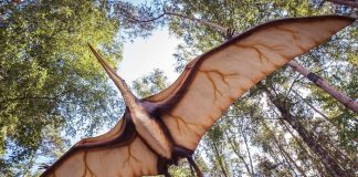Científicos australianos descubren los restos de un "temible dragón" / FOTO / Twitter