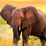 Arrestan a cinco personas por decapitar a un elefante en Indonesia Los elefantes son los más grandes de la tierra