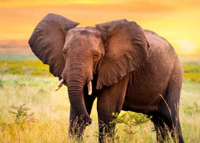 elefante3 Los elefantes son los más grandes de la tierra