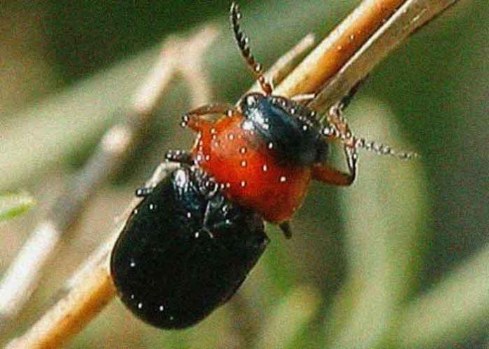 En Madriz descubren un extraño animal parecido al escarabajo