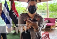 MEFCCA Invita a la Feria Nacional de Nicaragua Exótica MEFCCA Invita a la Feria Nacional de Nicaragua Exótica