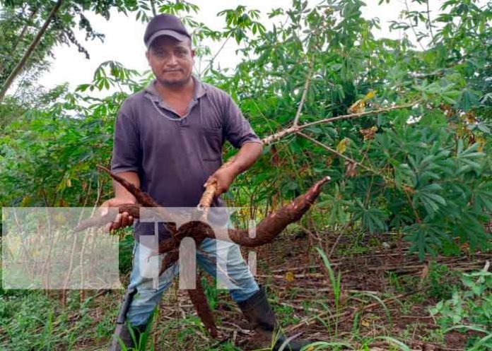 Fincas diversificadas en Río San Juan