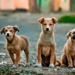 Éste es el origen del famoso nombre de Firulais Éste es el origen del famoso nombre de Firulais