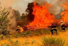 Bomberos luchan con un incendio forestal