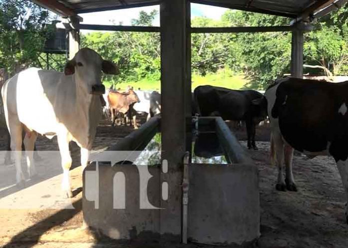 Inseminación bovina fortalece el hato ganadero en la Isla de Ometepe / FOTO / TN8