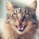 ¡Inteligente! Gatito aprende a limpiarse viendo tutorial en Youtube