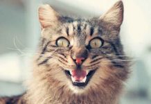 ¡Inteligente! Gatito aprende a limpiarse viendo tutorial en Youtube ¡Inteligente! Gatito aprende a limpiarse viendo tutorial en Youtube