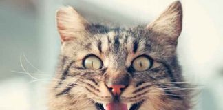 ¡Inteligente! Gatito aprende a limpiarse viendo tutorial en Youtube