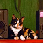 Un gato "organiza una fiesta" en España y despierta a los vecinos / FOTO / Pixabay