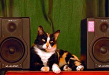 Un gato "organiza una fiesta" en España y despierta a los vecinos / FOTO / Pixabay