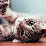 Conoce los errores más cometidos al momento de cuidar gatos