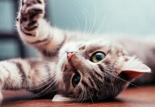Conoce los errores más cometidos al momento de cuidar gatos
