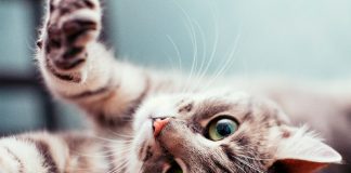 Conoce los errores más cometidos al momento de cuidar gatos