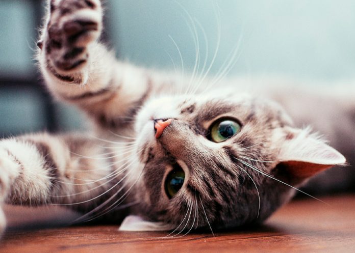 Conoce los errores más cometidos al momento de cuidar gatos