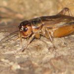 Un grillo puede medir la temperatura como un termómetro Foto: Un grillo puede medir la temperatura como un termómetro / Referencia