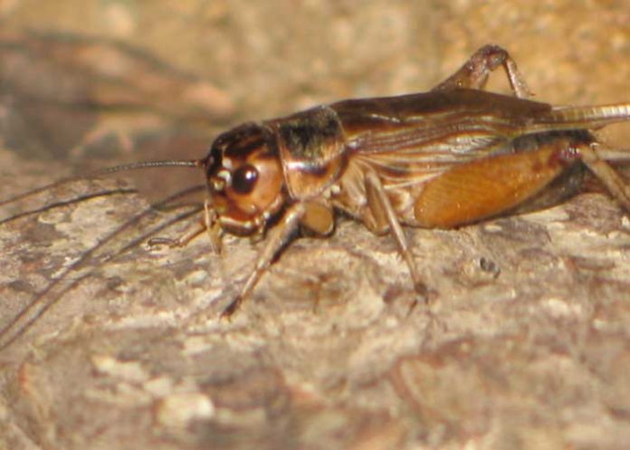 Foto: Un grillo puede medir la temperatura como un termómetro / Referencia