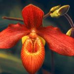 Imagen referencial de una orquídea / FOTO / Pixabay