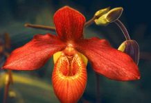 Descubren en Ecuador 3 especies de orquídeas, 2 bajo amenaza de extinción Imagen referencial de una orquídea / FOTO / Pixabay