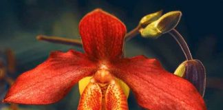 Imagen referencial de una orquídea / FOTO / Pixabay