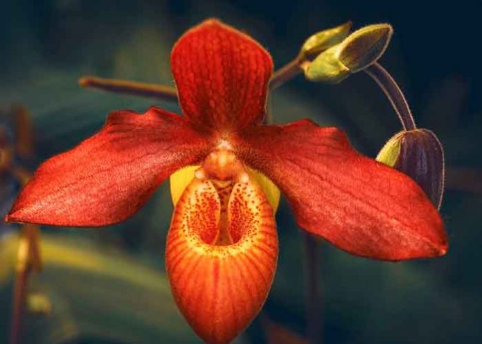 imagen,-orquidea Imagen referencial de una orquídea / FOTO / Pixabay