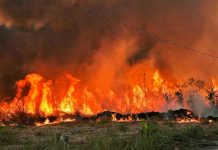 Incendios y el clima seco provocan ‘lluvia de cenizas’ en Sao Paulo, Brasil Incendio consume la reserva forestal parque Juquery en Brasil