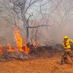 Incendios forestales arrasan con 600.000 hectáreas en ciudad de Bolivia Incendios forestales arrasan con 600.000 hectáreas en ciudad de Bolivia
