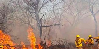 Incendios forestales arrasan con 600.000 hectáreas en ciudad de Bolivia