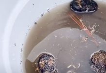 Un influencer genera gran controversia al tomar agua con estiércol