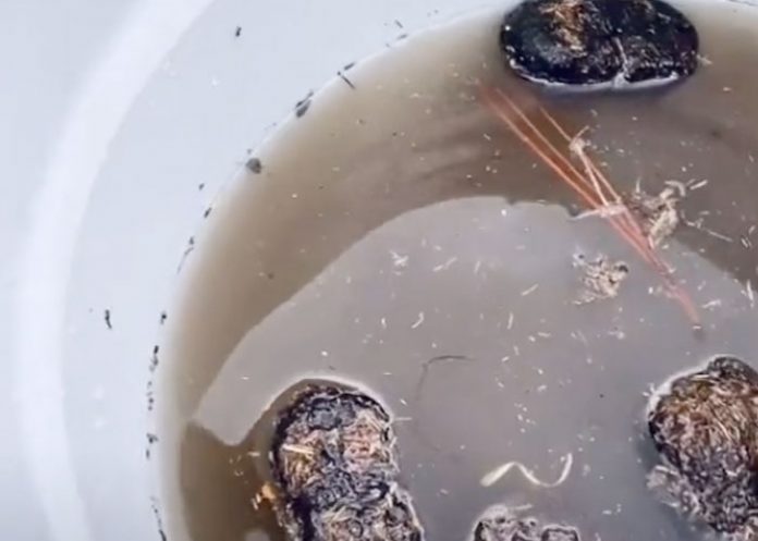 Un influencer genera gran controversia al tomar agua con estiércol