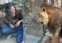 Se burlan de León en zoológico del Líbano Chicas burlándose de León en zoológico del Líbano