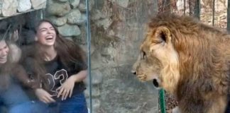 Chicas burlándose de León en zoológico del Líbano
