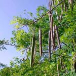 El cabello y la piel se pueden ver beneficiados con el uso del marango Beneficios del uso del marango