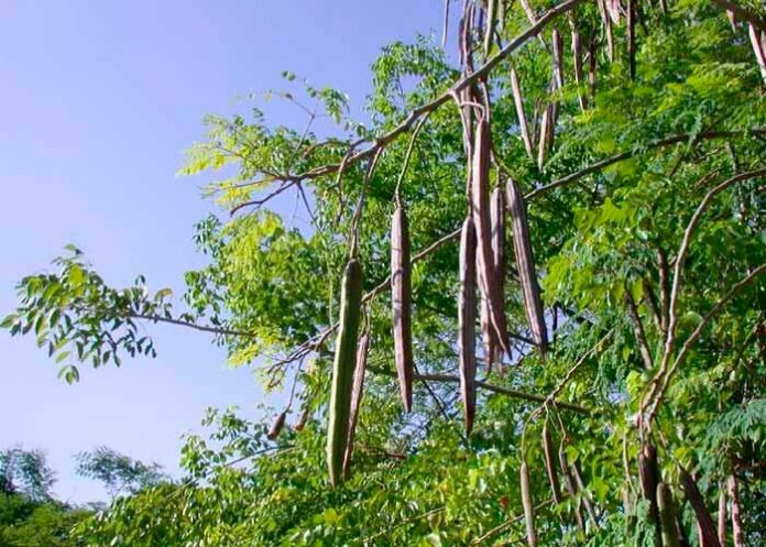 Beneficios del uso del marango