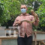 Así crían culebras voladoras en Nicaragua Así crían culebras voladoras en Nicaragua