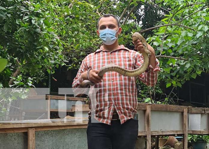 Así crían culebras voladoras en Nicaragua