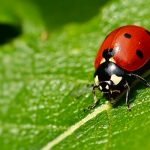 ¿Cómo llegó ahí? Descubren una mariquita en el intestino de un hombre Foto: ¿Cómo llegó ahí? Descubren una mariquita en el intestino de un hombre / Referencia