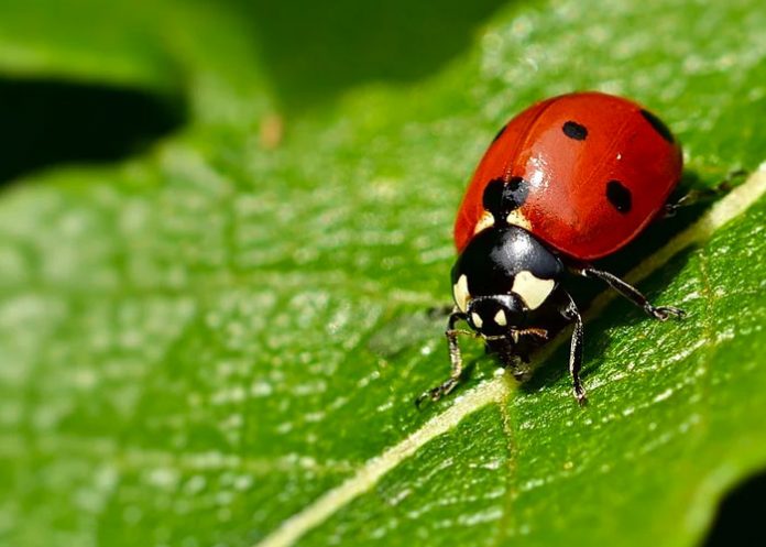 Foto: ¿Cómo llegó ahí? Descubren una mariquita en el intestino de un hombre / Referencia