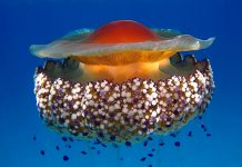 Esta es la razón por la que esta medusa sobreviviría al calentamiento global Esta es la medusa que sobrevivirá al calentamiento global