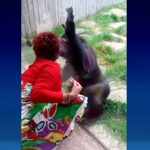 Prohíben entrada al zoo a mujer que tuvo 'aventura' con un mono