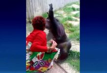 Prohíben entrada al zoo a mujer que tuvo 'aventura' con un mono