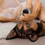 ¿Tenés perros? Estos son los olores que ellos no pueden soportar